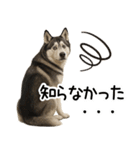 シベリアンハスキー★毎日使う返信スタンプ（個別スタンプ：27）