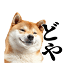ドヤっとダンディな柴犬（個別スタンプ：1）