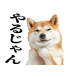 ドヤっとダンディな柴犬（個別スタンプ：2）