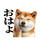 ドヤっとダンディな柴犬（個別スタンプ：3）