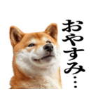 ドヤっとダンディな柴犬（個別スタンプ：4）