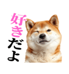 ドヤっとダンディな柴犬（個別スタンプ：5）