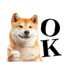 ドヤっとダンディな柴犬（個別スタンプ：6）