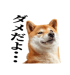 ドヤっとダンディな柴犬（個別スタンプ：7）