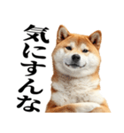ドヤっとダンディな柴犬（個別スタンプ：8）