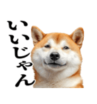 ドヤっとダンディな柴犬（個別スタンプ：9）