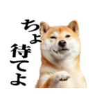 ドヤっとダンディな柴犬（個別スタンプ：10）