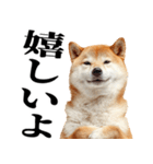 ドヤっとダンディな柴犬（個別スタンプ：11）
