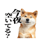 ドヤっとダンディな柴犬（個別スタンプ：12）