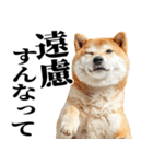 ドヤっとダンディな柴犬（個別スタンプ：13）