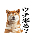 ドヤっとダンディな柴犬（個別スタンプ：14）