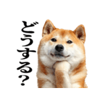 ドヤっとダンディな柴犬（個別スタンプ：15）
