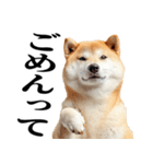 ドヤっとダンディな柴犬（個別スタンプ：16）