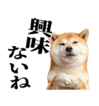 ドヤっとダンディな柴犬（個別スタンプ：17）
