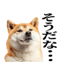 ドヤっとダンディな柴犬（個別スタンプ：18）