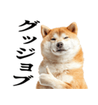 ドヤっとダンディな柴犬（個別スタンプ：19）