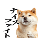 ドヤっとダンディな柴犬（個別スタンプ：20）