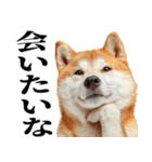 ドヤっとダンディな柴犬（個別スタンプ：21）