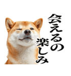 ドヤっとダンディな柴犬（個別スタンプ：22）