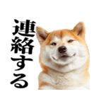ドヤっとダンディな柴犬（個別スタンプ：24）
