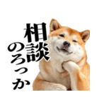 ドヤっとダンディな柴犬（個別スタンプ：25）