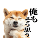 ドヤっとダンディな柴犬（個別スタンプ：27）