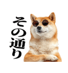 ドヤっとダンディな柴犬（個別スタンプ：28）