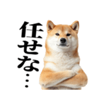ドヤっとダンディな柴犬（個別スタンプ：29）
