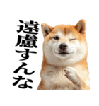 ドヤっとダンディな柴犬（個別スタンプ：30）