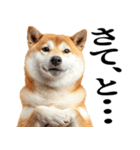 ドヤっとダンディな柴犬（個別スタンプ：31）