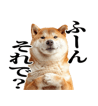 ドヤっとダンディな柴犬（個別スタンプ：32）