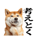 ドヤっとダンディな柴犬（個別スタンプ：33）