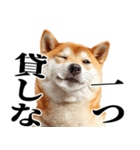 ドヤっとダンディな柴犬（個別スタンプ：35）