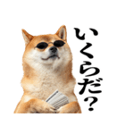 ドヤっとダンディな柴犬（個別スタンプ：36）