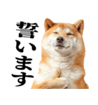 ドヤっとダンディな柴犬（個別スタンプ：37）