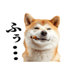 ドヤっとダンディな柴犬（個別スタンプ：38）