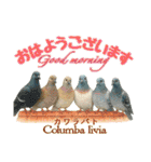 〜鳩〜（個別スタンプ：3）
