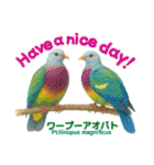 〜鳩〜（個別スタンプ：4）