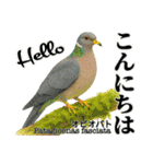 〜鳩〜（個別スタンプ：5）