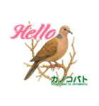 〜鳩〜（個別スタンプ：6）