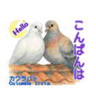 〜鳩〜（個別スタンプ：8）