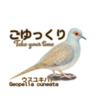 〜鳩〜（個別スタンプ：14）