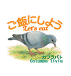 〜鳩〜（個別スタンプ：15）