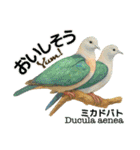 〜鳩〜（個別スタンプ：16）