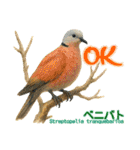 〜鳩〜（個別スタンプ：17）