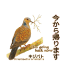 〜鳩〜（個別スタンプ：18）