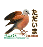 〜鳩〜（個別スタンプ：19）