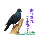 〜鳩〜（個別スタンプ：21）