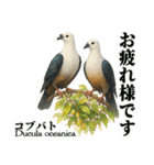 〜鳩〜（個別スタンプ：22）
