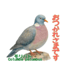 〜鳩〜（個別スタンプ：23）